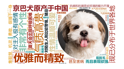 标签云:京巴犬原产于中国,现已分布于世界各地,优雅而精致,气质高贵,集聪慧、机灵、勇敢、倔强于一身,性情温顺可爱,非常有个性,而且表现欲强,对主人极,文字词云图-wenziyun.cn